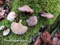 Sarcomyxa serotina-amf1477